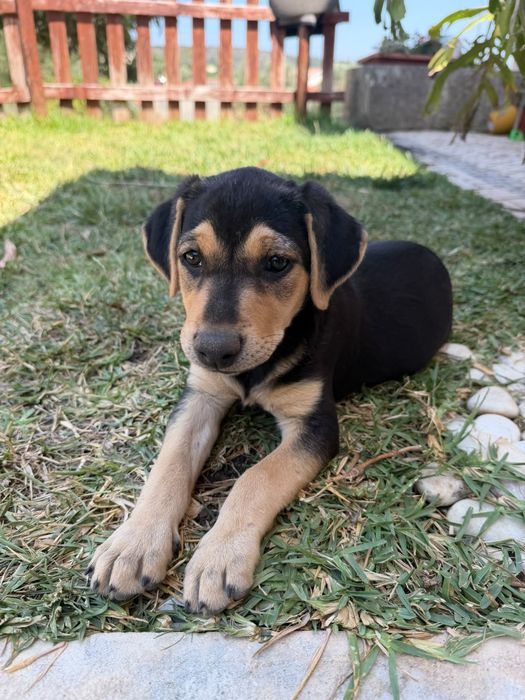 Cachorros para adoção responsável