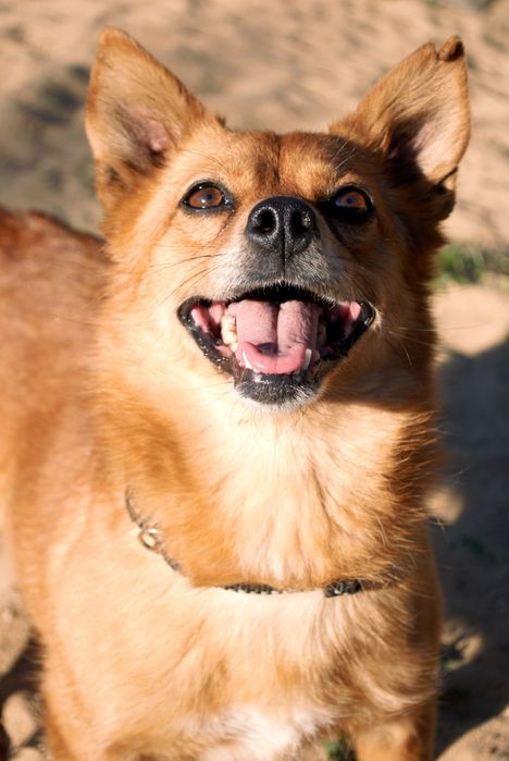 Niepełnosprawna Abby prosi o adopcje