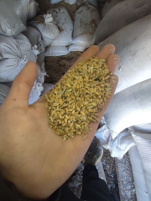 Продам овес,пшеницю,ячмінь.Гарна ціна