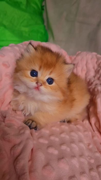 Супер малышата MILASHKI_KITTENS.  Ручные котята золотая шиншилла.