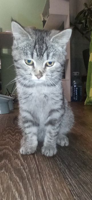сірий котик, метис