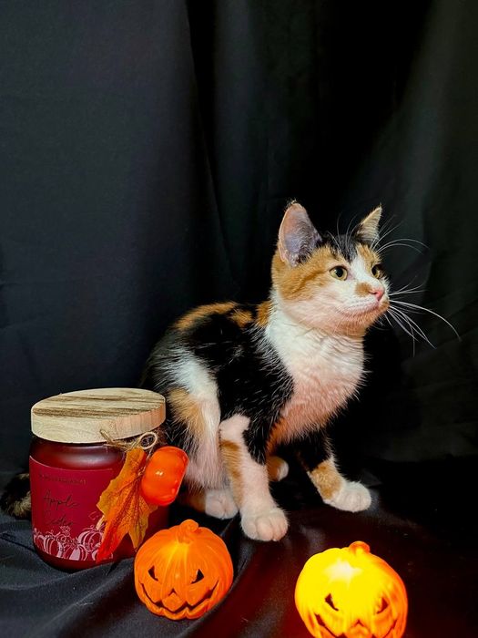 Трехцветная кошка котенок