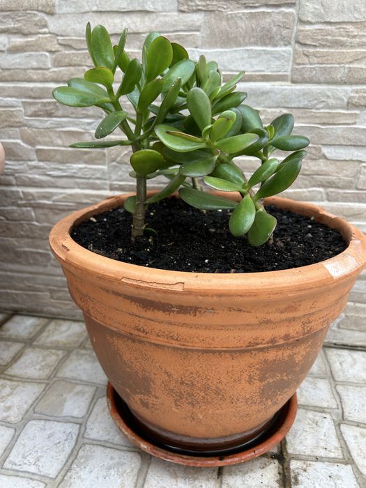 Vendo planta jade, bem enraizada.