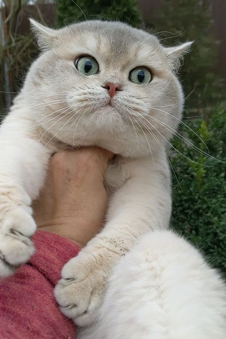 Голубое золото.Шиншила