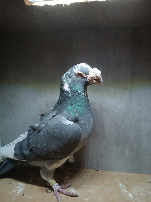 Gołębie staropolskie samiec