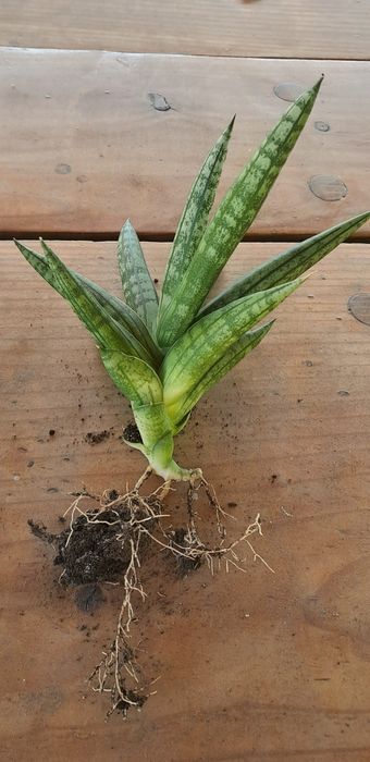 Sansewieria Sansevieria Boncellensis BONCEL