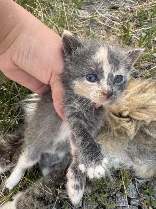 Віддам в хороші руки кошеняток.