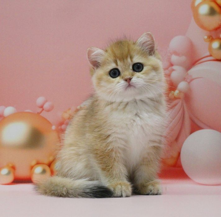 Золота британочка на ім'я Адріанна чекає свою матусю