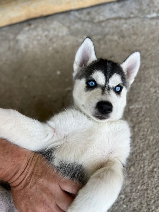 Husky siberiano macho