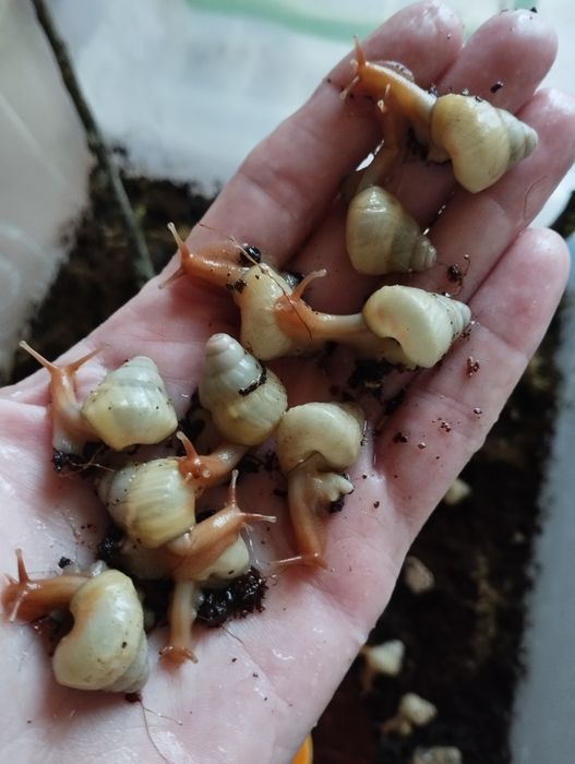 Древесные улитки Псевдоахатина лайана