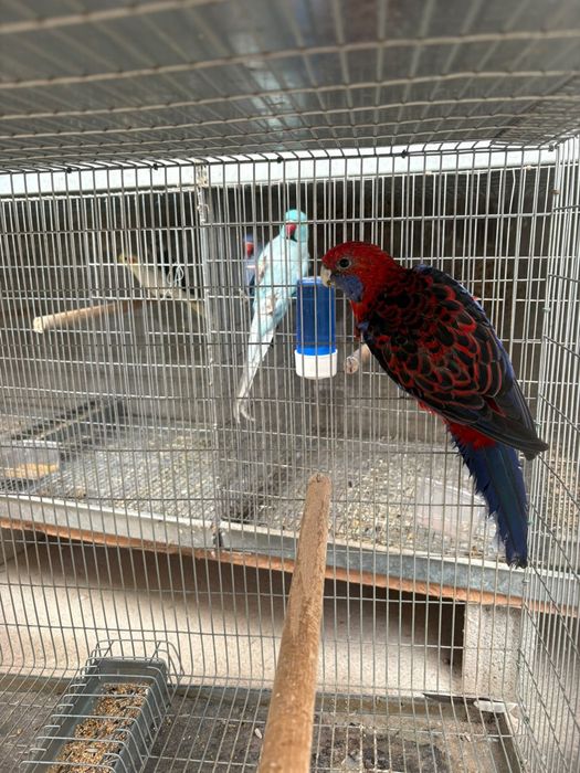 Casais de aves reprodutoras