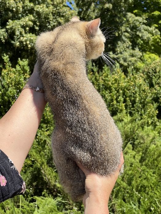 Шикарний котик в плюшевій шубці золота тікірована  шиншила