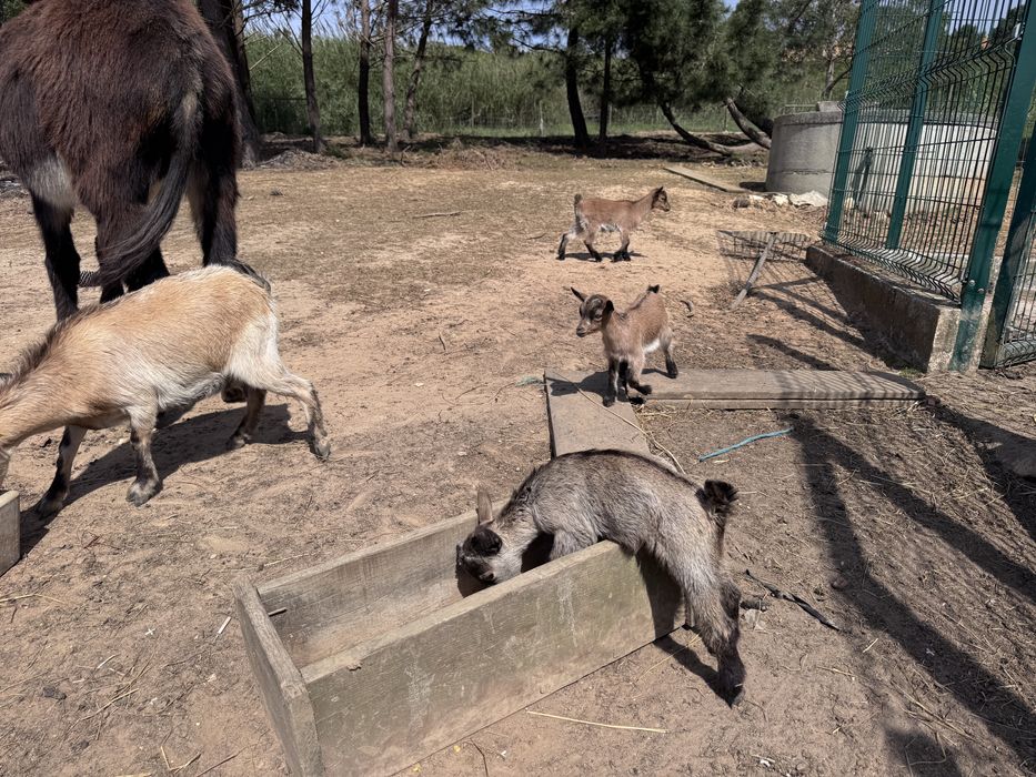 Cabras anãs novas e velhas