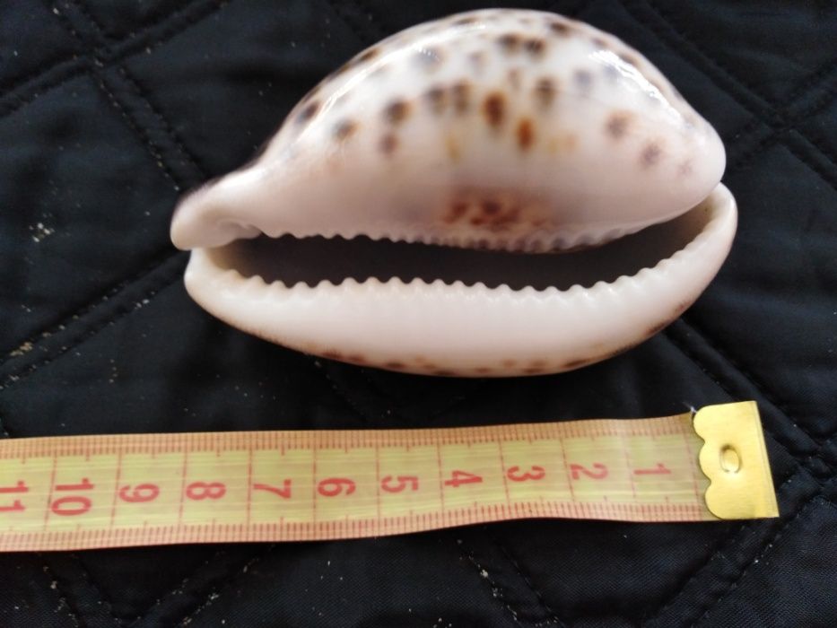 Ракушки океанические,морские