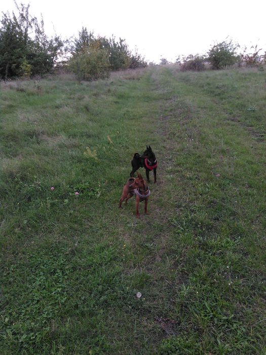 вязка цвергпинчера