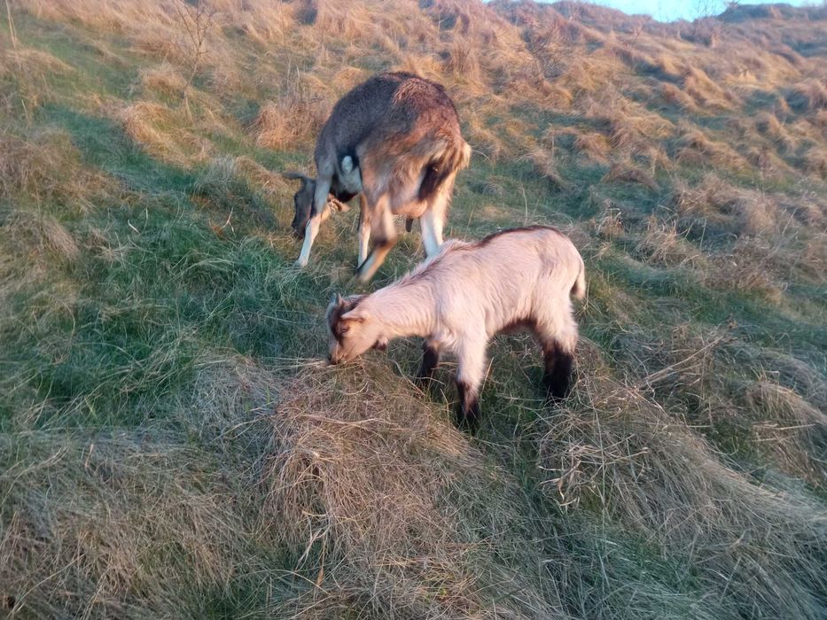 Козенята,коза, альпійські...