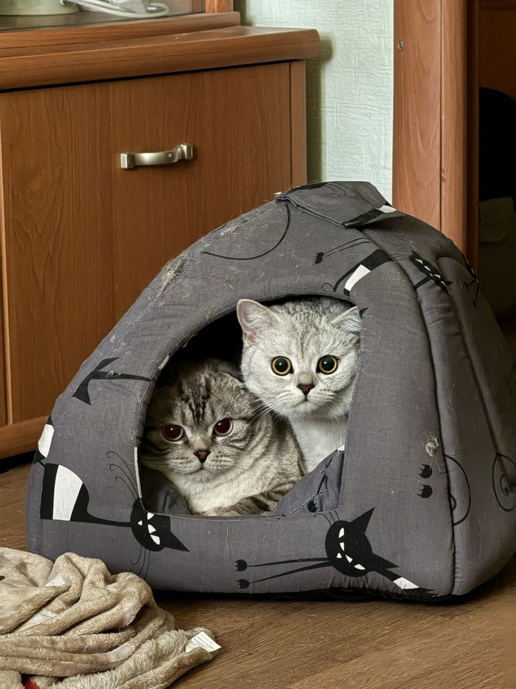 Кошенята шотландської скотіш фолд: 3 500 грн. - Коти Львів на Olx