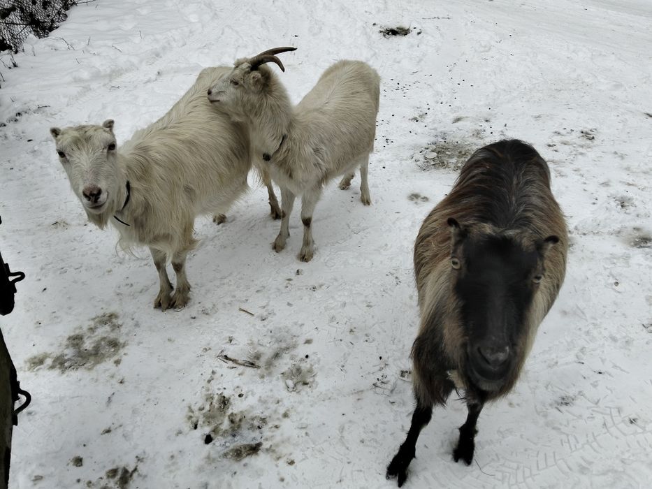 Продам кози молоді