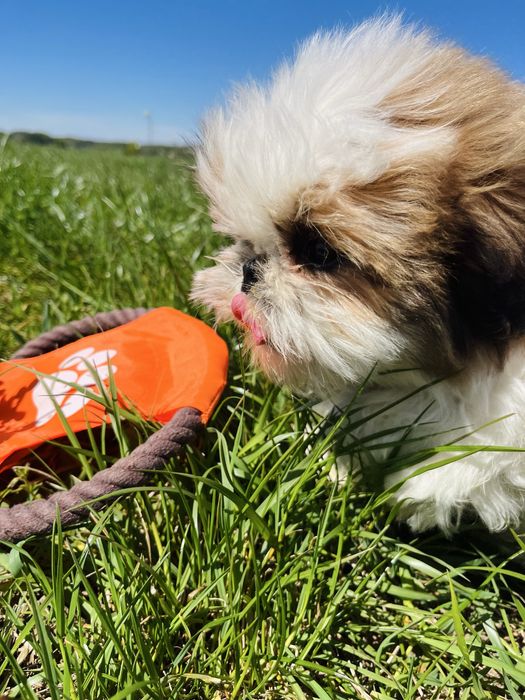 Shih-Tzu  samiec z RODOWODEM