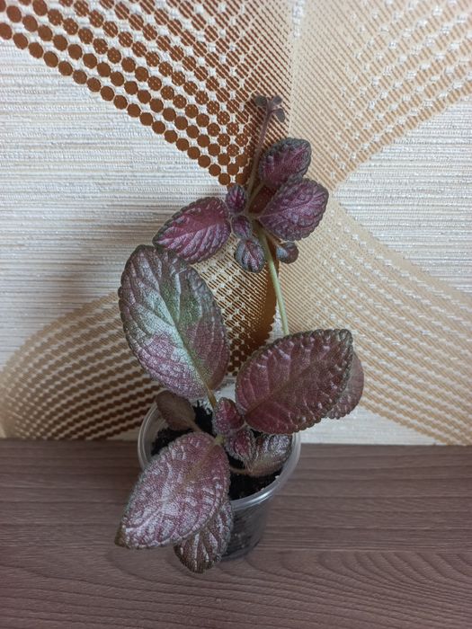 Фіалка  Ктенанта Калатея