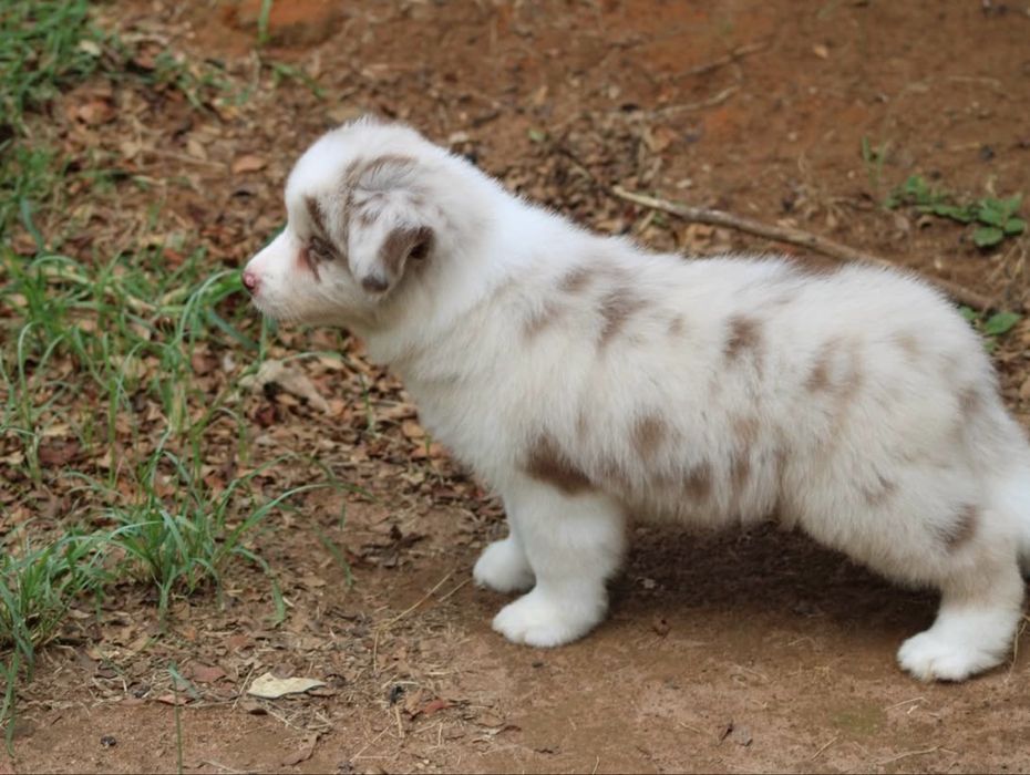 Border collie choco merle
