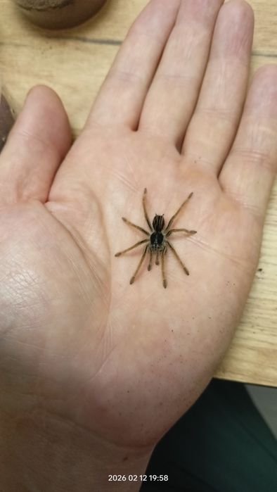 Pająk ptasznik Megaphobema robustum L2