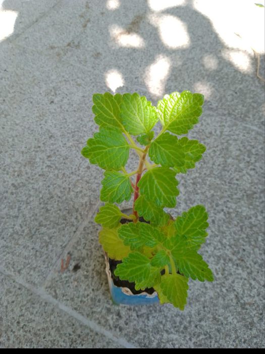 Planta de incenso e mirra