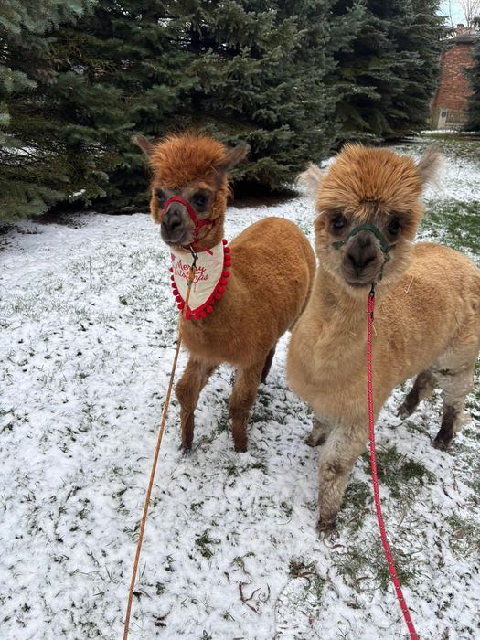 Alpaka Alpaca Huacaya samica