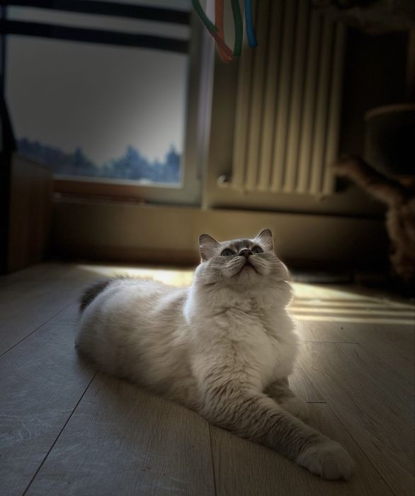 Ragdoll do hodowli Kocur