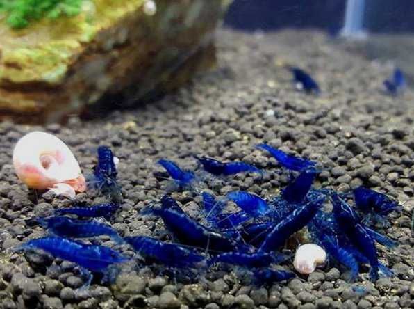 Креветки Blue Dream сині