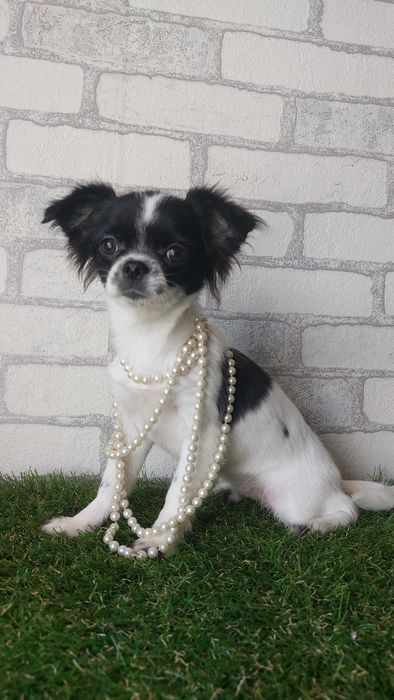 Дівчинка Чихуахуа