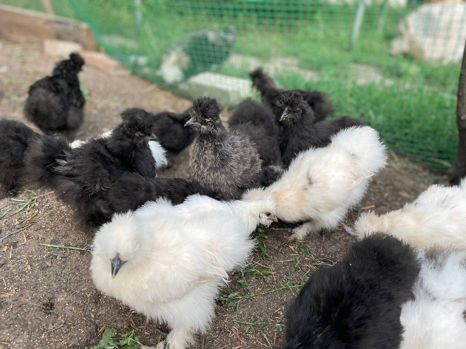 Китайські пухові кури