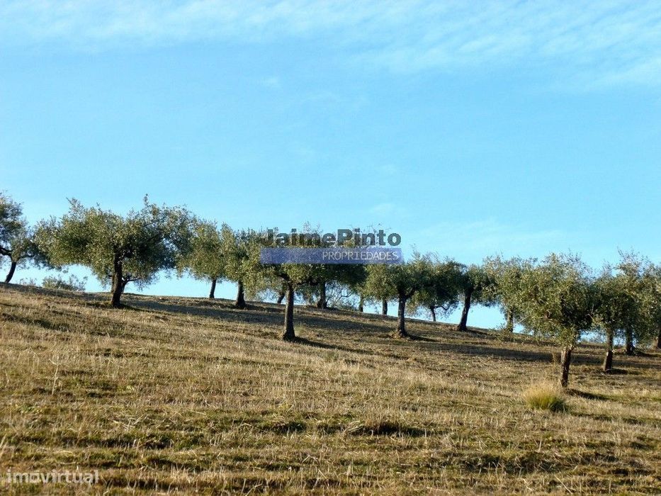 Olival de 100ha. Portugal, Barca DAlva.