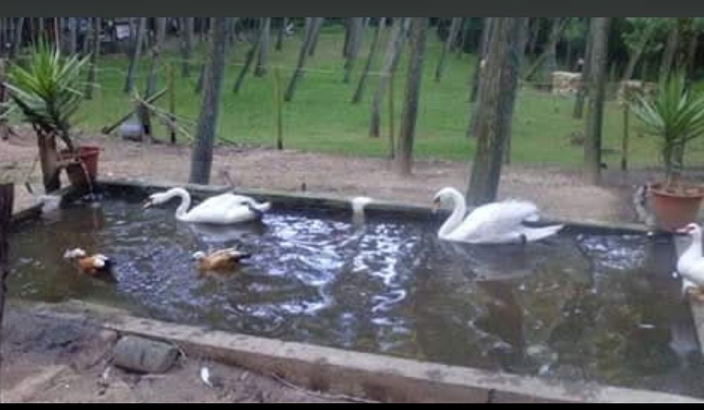 Cisnes brancos e pretos