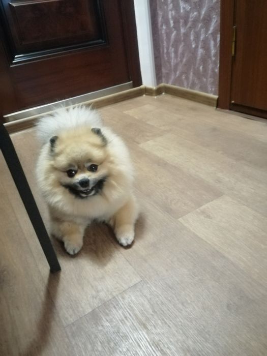 Стрижка собак)))