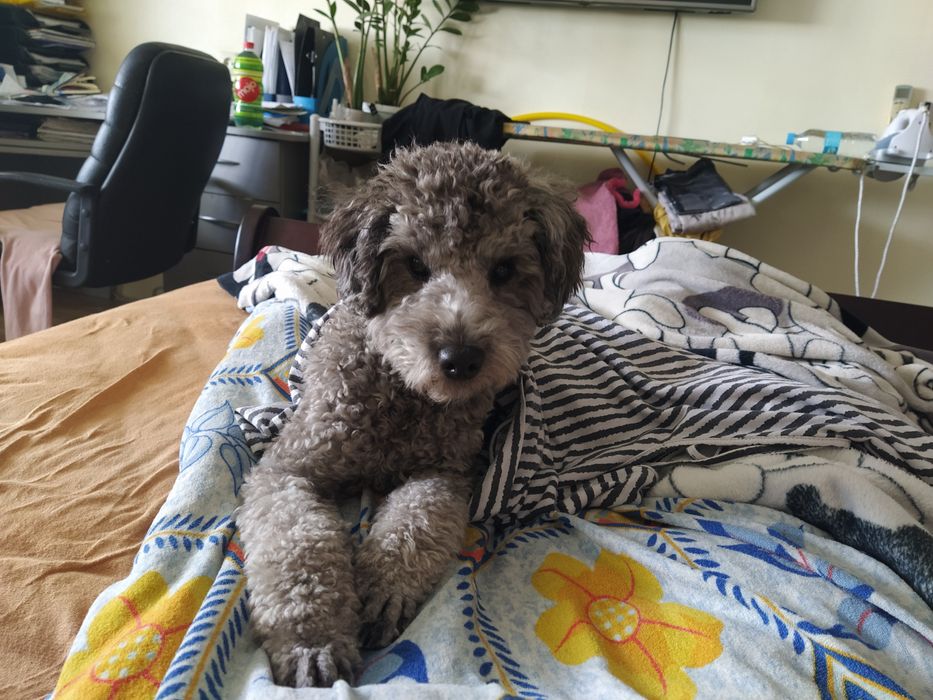 В'язка, карликовий пудель