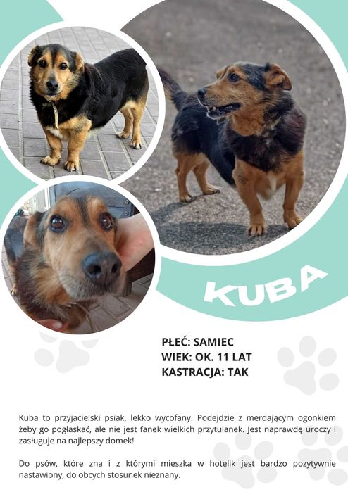 KUBA - około 11 letni pies