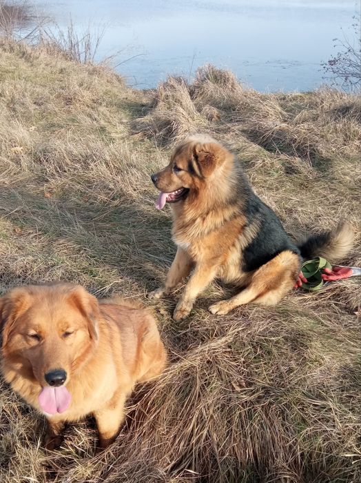 Банхар(монгольська вівчарка)