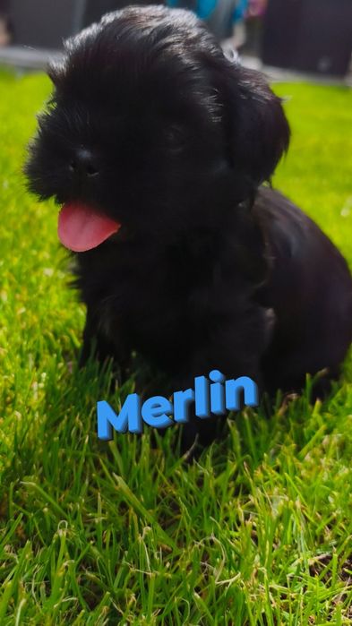 Shih tzu - piesek Merlin
