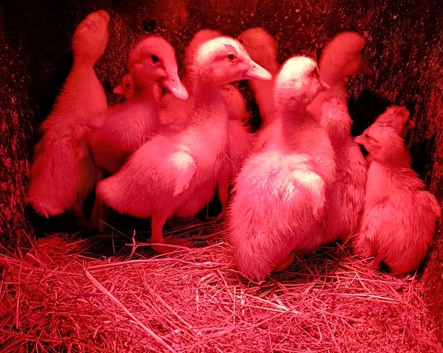 Kaczki francuskie pisklęta