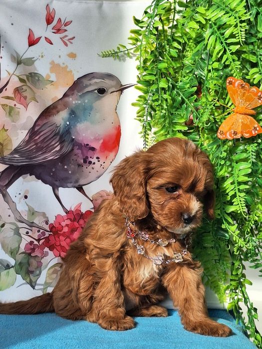 Cavapoo Red  z certyfikatem i paszportem