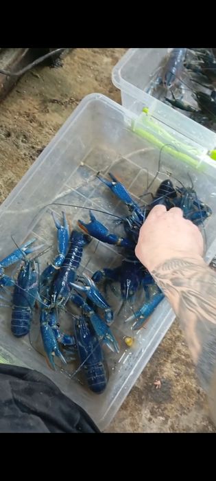 Австралійський рак