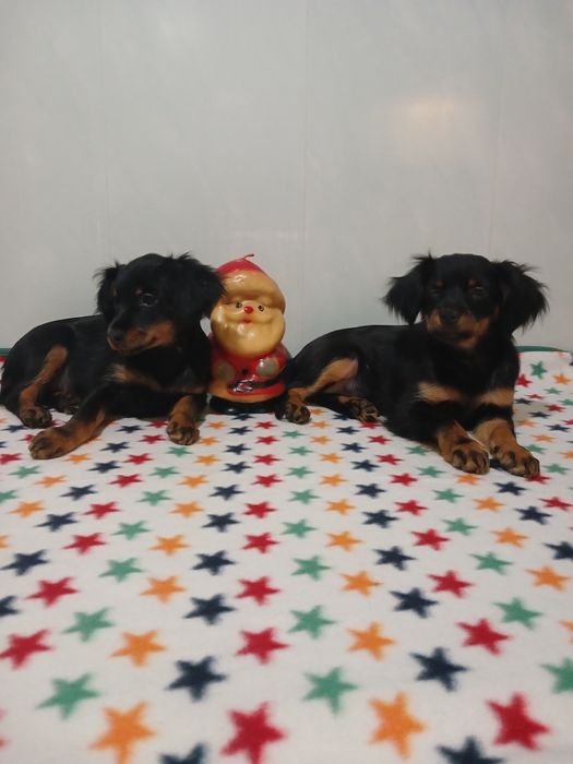 Милашки 2 сестрички тойчики.