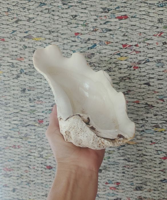 Морская ракушка. Большая 566 грамм.