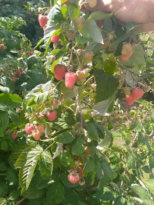 Witam sprzedam sadzonki maliny