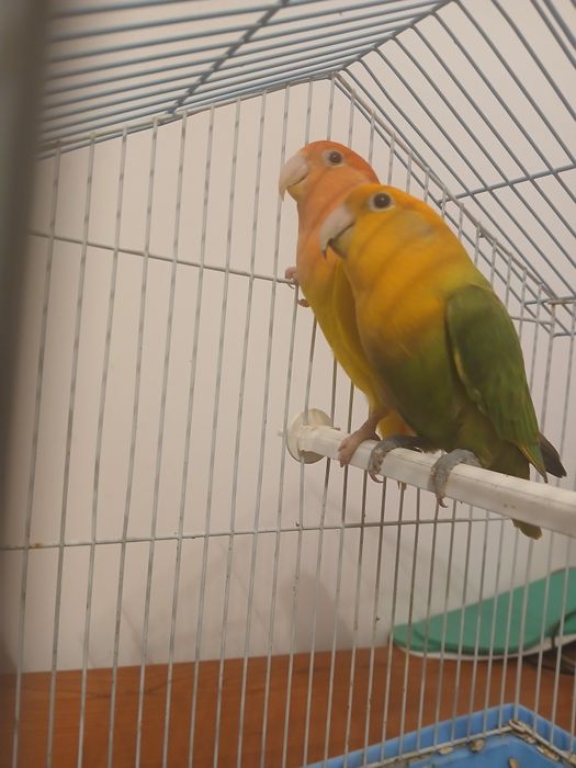 Agapornis Roseicollis