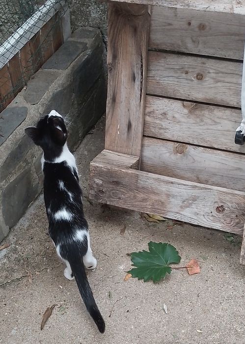 Animais para adoção