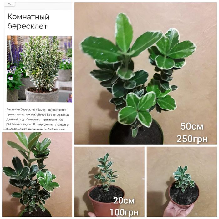 Наташа Нина Кинки Али Виллоза  Старлайт Альбомаргинатус Домино Стаки