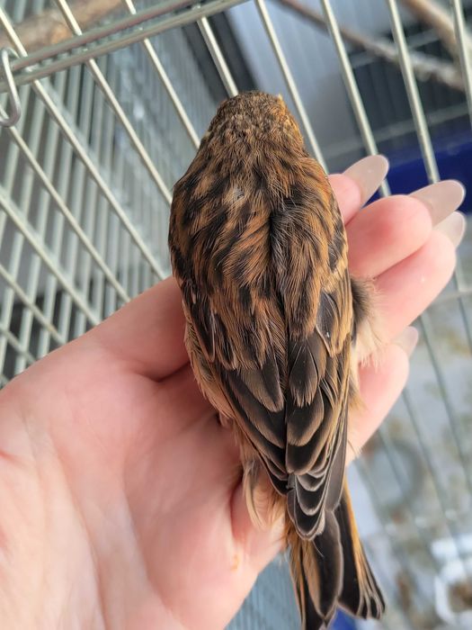 Kanarki młode 26 samce i samice kanarek melaninowe ciemne