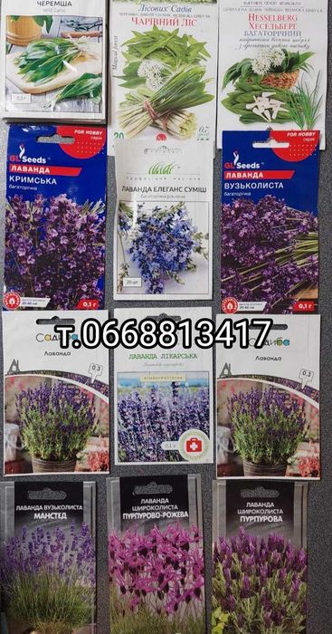 Лікарські рослини Ківано Мелотрія Мамордика Шалфей Лаванда Тархун Чере